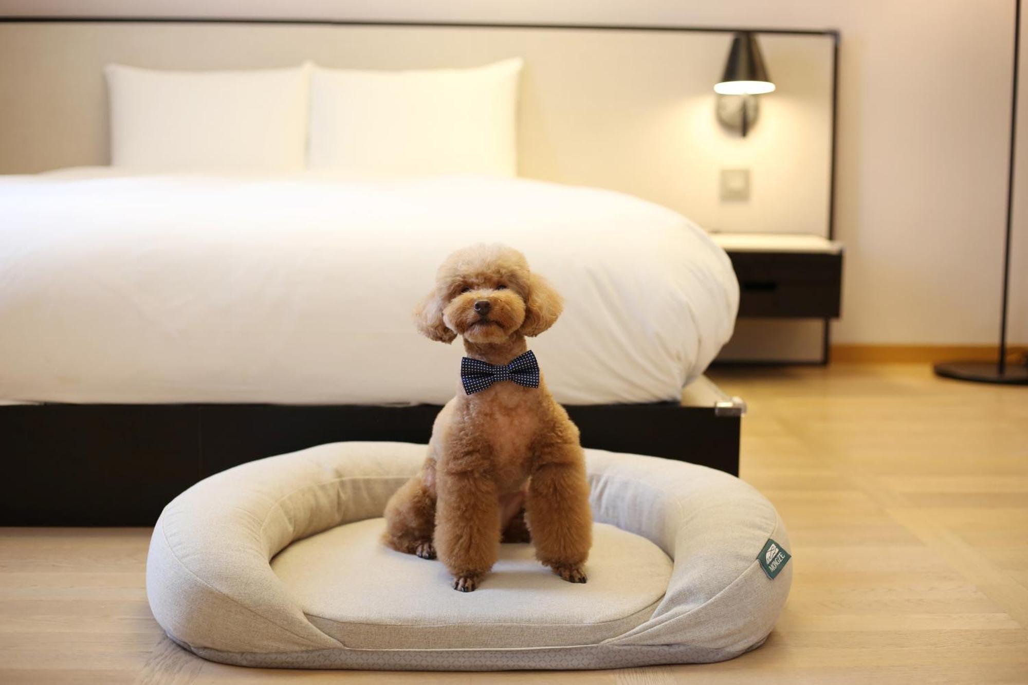 Maison Glad Jeju Bagian luar foto