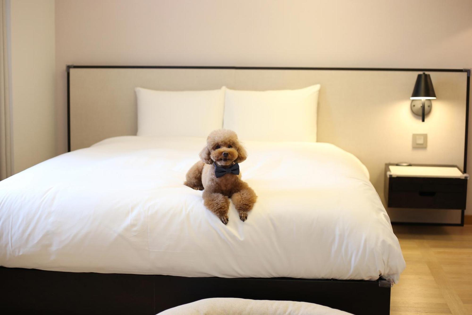 Maison Glad Jeju Bagian luar foto