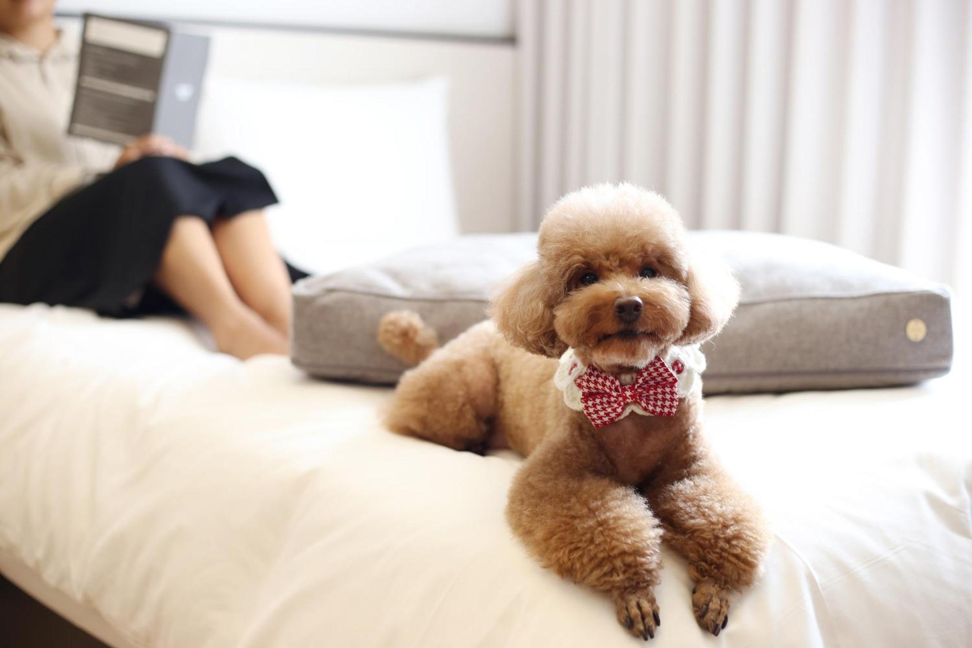 Maison Glad Jeju Bagian luar foto